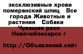 эксклюзивные крови-померанский шпиц - Все города Животные и растения » Собаки   . Чувашия респ.,Новочебоксарск г.